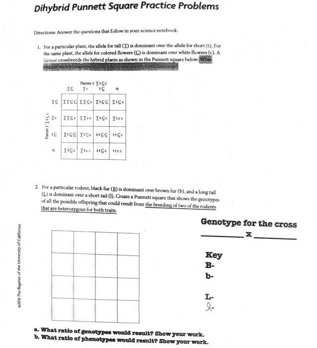 dihybrid punnett square practice problems worksheet answer key