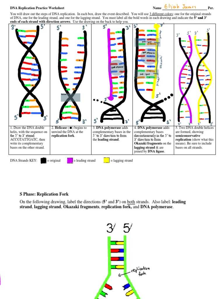 dna replication paper clip activity answer key