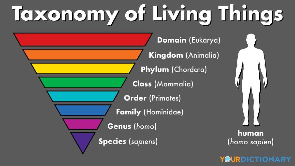 classification of living organisms answer key