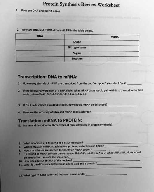 dna and protein synthesis answer key