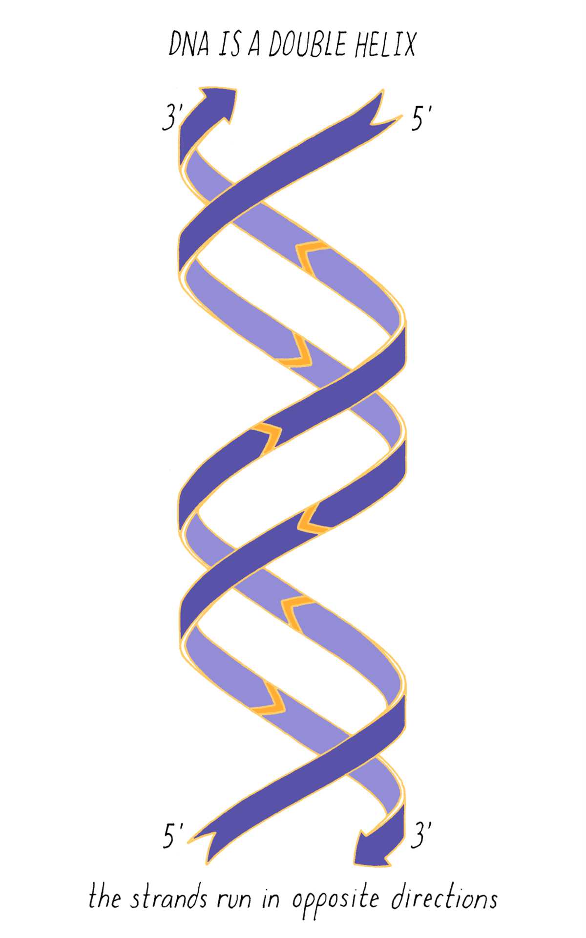 dna double puzzle answer key