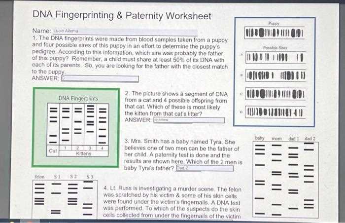 dna fingerprinting & paternity worksheet answer key dna fingerprinting & paternity worksheet answer key