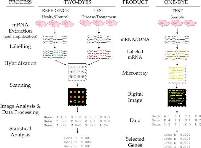 dna microarray virtual lab answer key