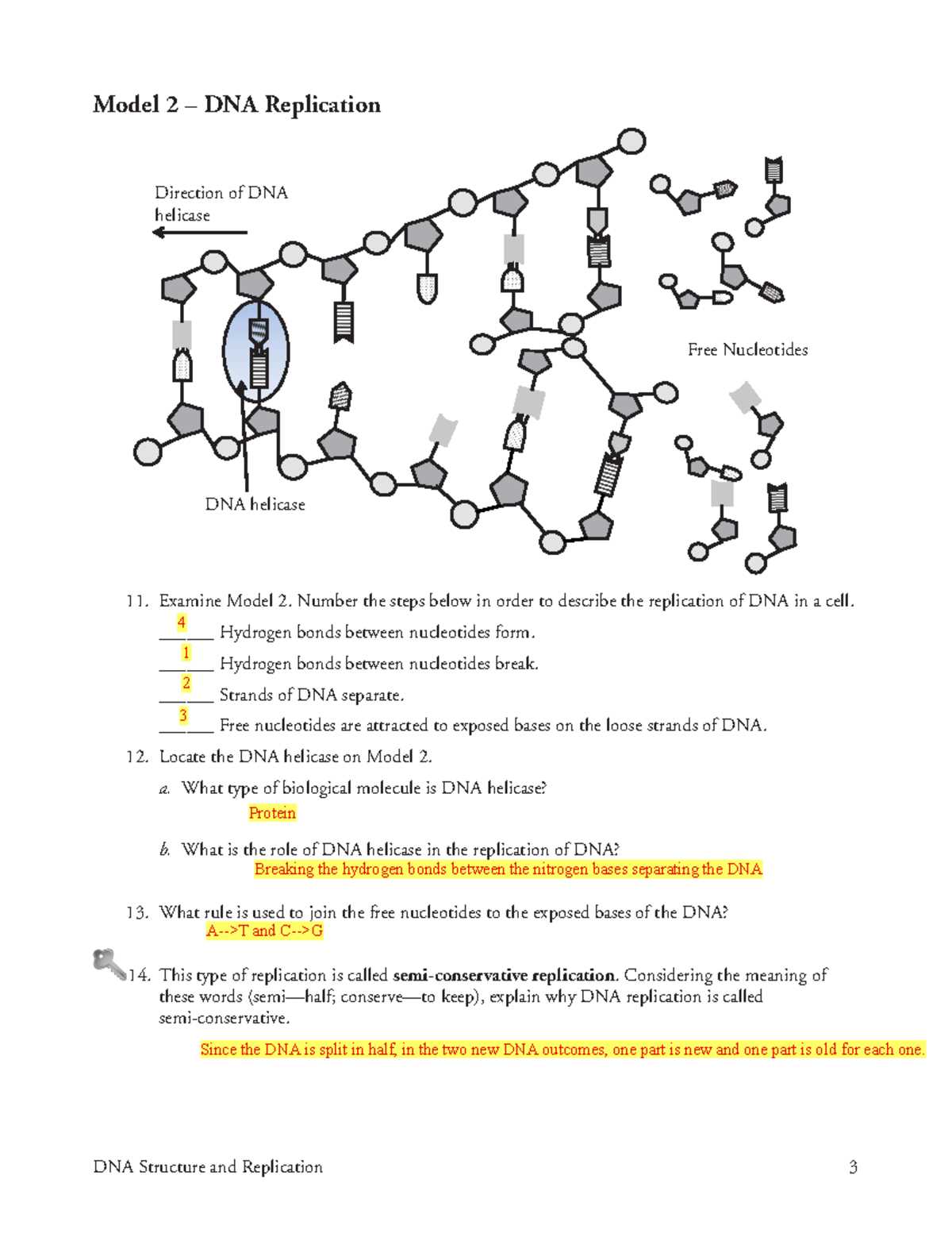 dna model template answer key