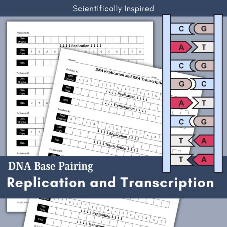 dna replication worksheet answers key