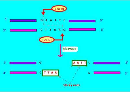dna scissors introduction to restriction enzymes answer key