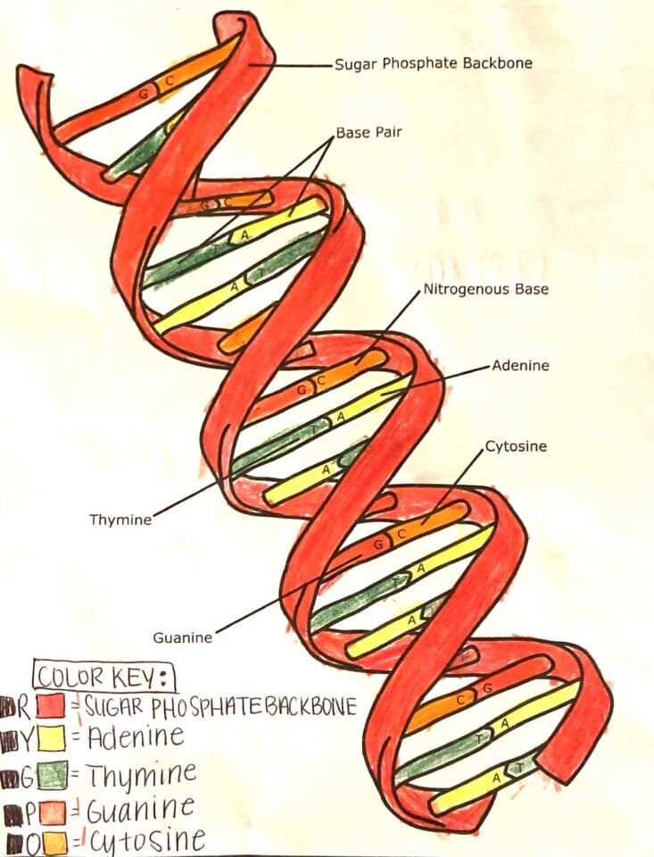 dna worksheet student answer key dna worksheet student answer key