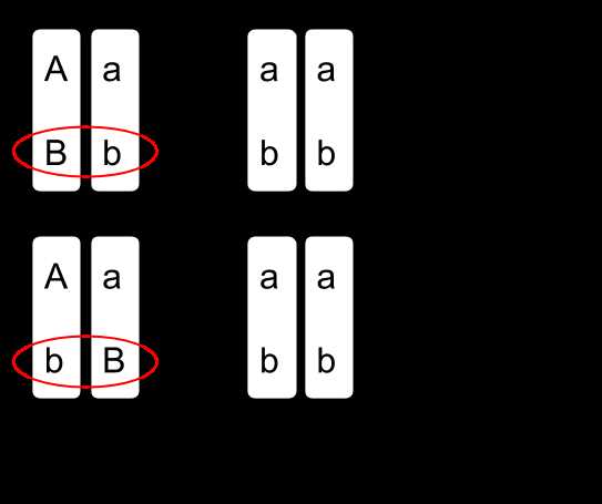 gene linkage and chromosome maps answer key gene linkage and chromosome maps answer key