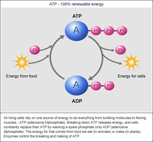 4.3 chemical energy and atp study guide answer key