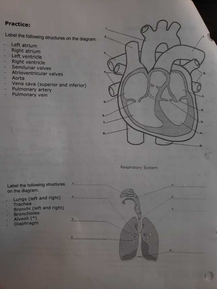 circulatory and respiratory systems answer key
