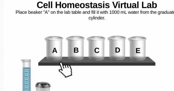 cell homeostasis virtual lab answer key graph