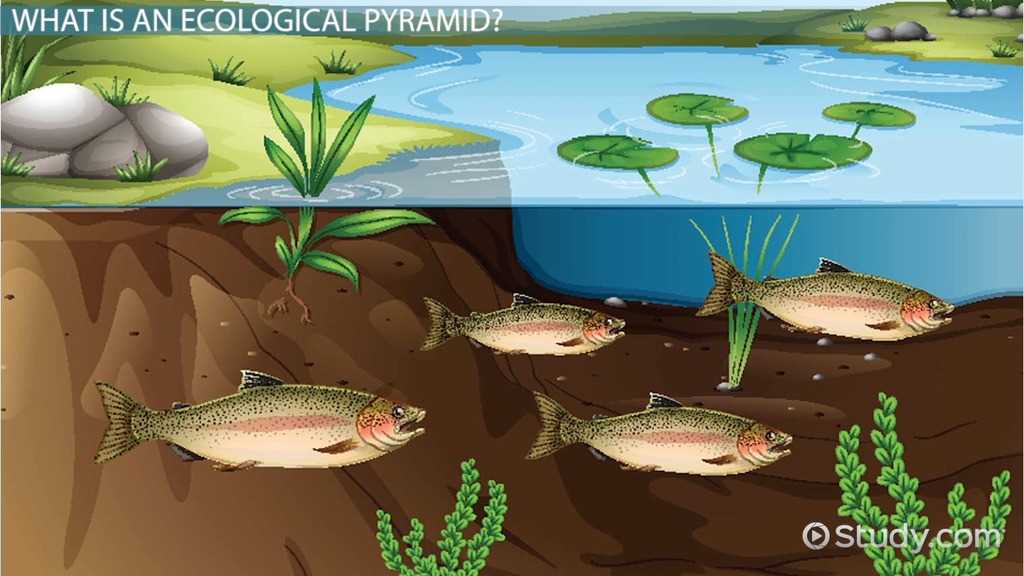 ecological pyramids worksheet answers key