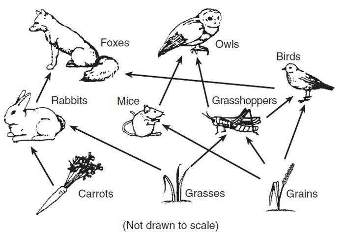 ecosystems stem case gizmo answer key