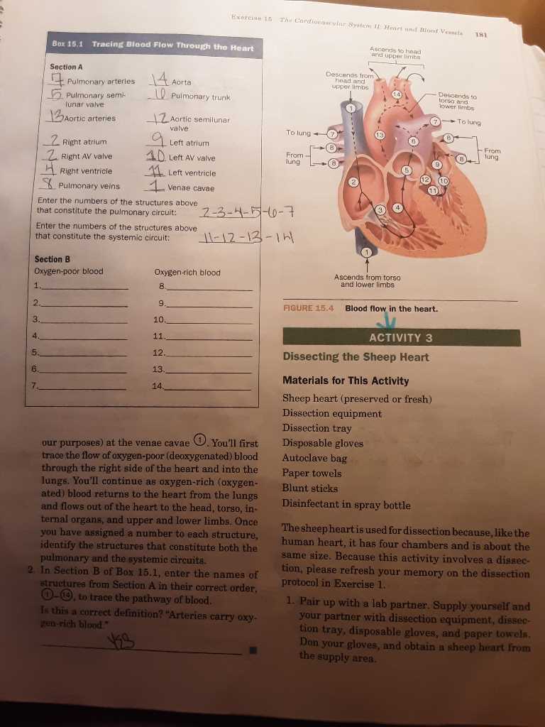 cardiac blood flow a circulatory story answer key