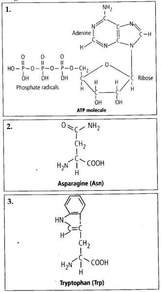 biomolecules practice questions answer key