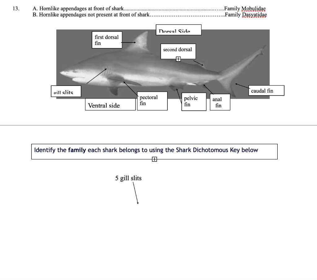 shark biological key answers