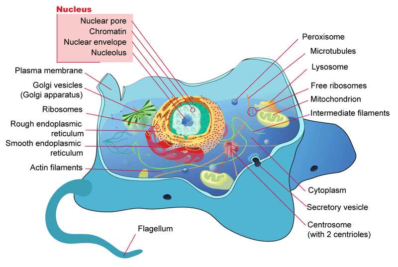 color a typical prokaryote cell answer key