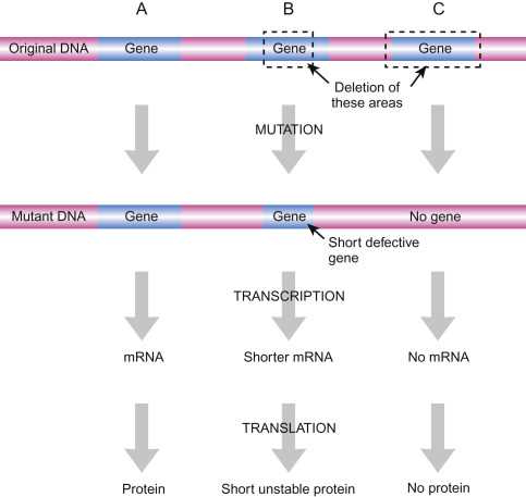 chapter 12 4 mutations answer key