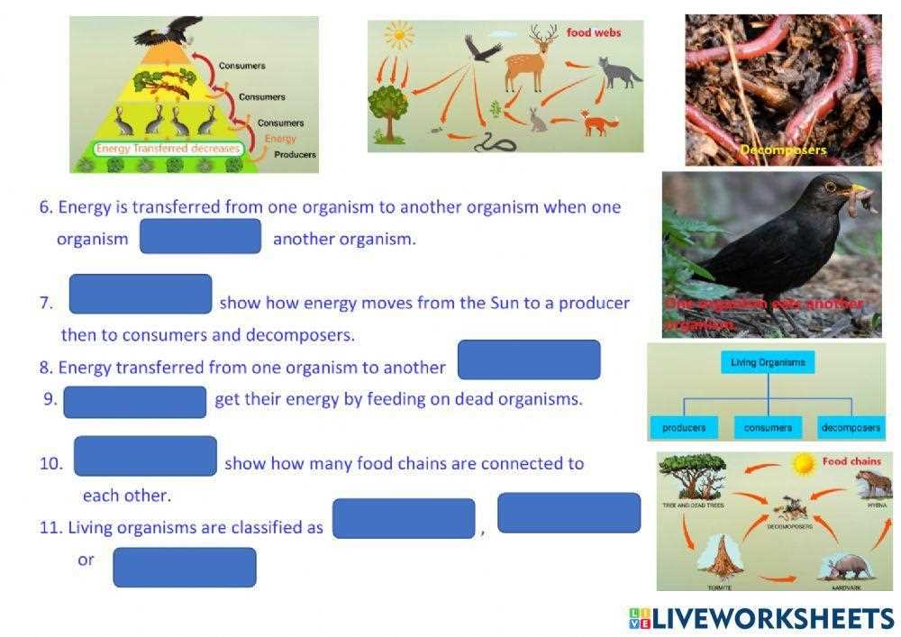 energy flow worksheet answers key ngss life science 2026