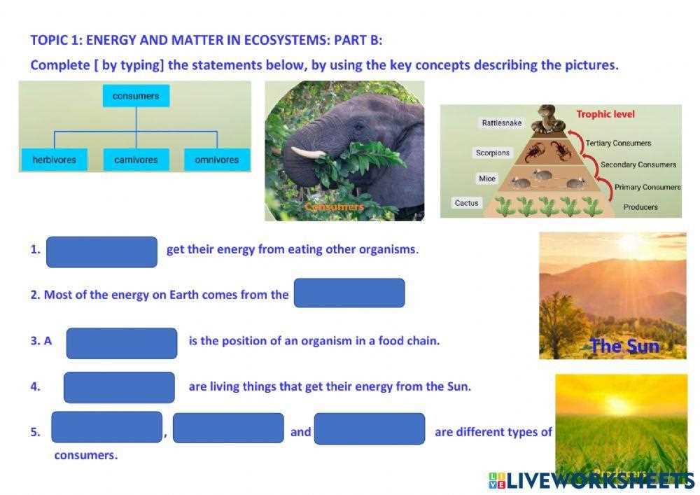 energy through an ecosystem worksheet answer key