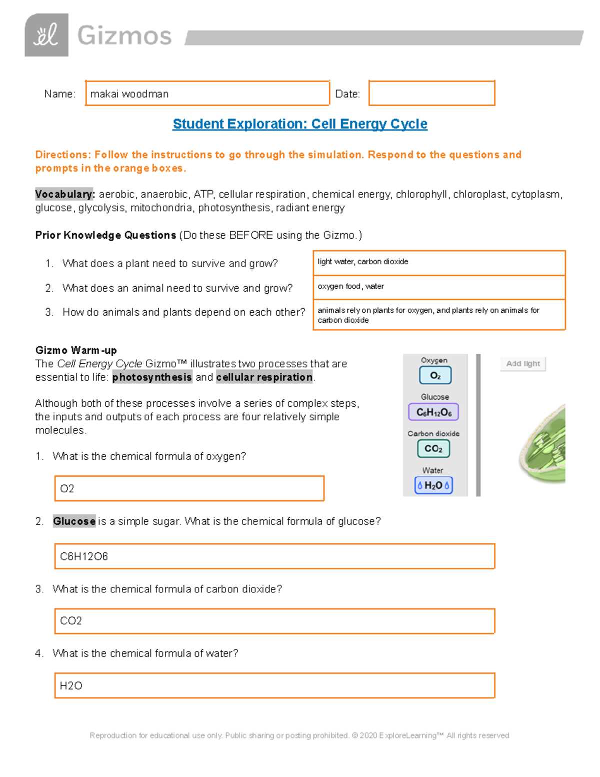 energy transfer in living organisms answer key