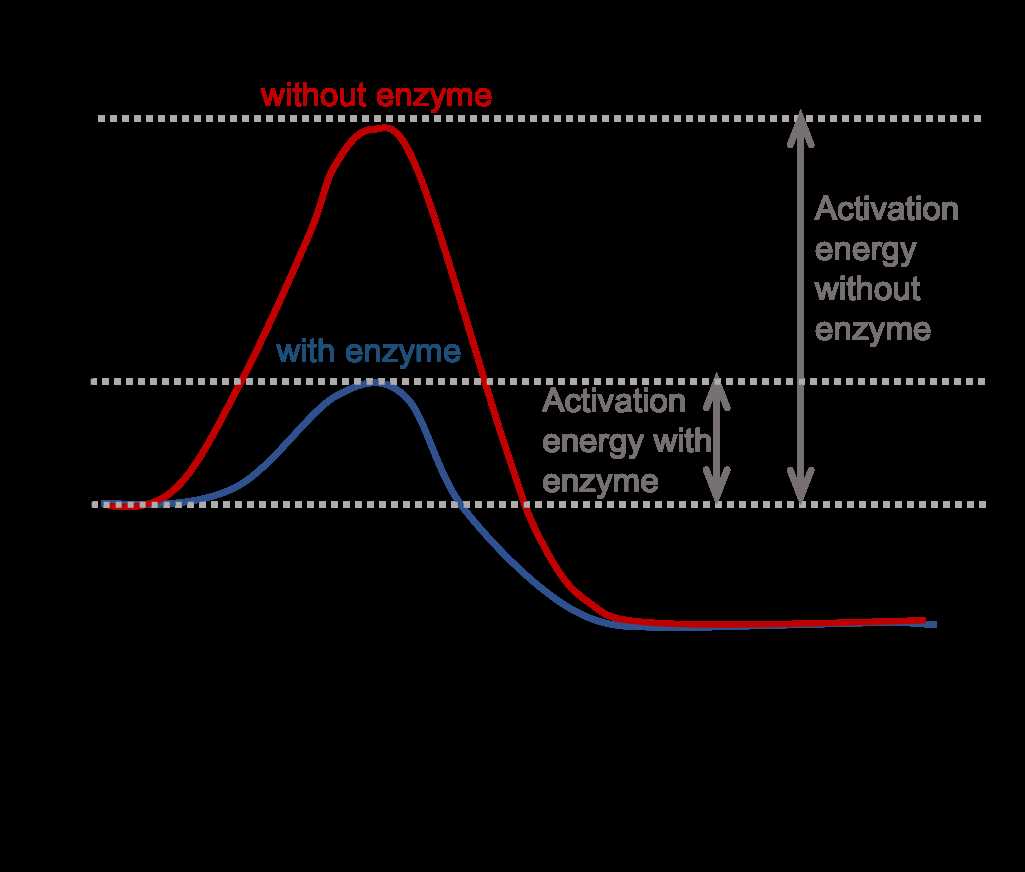 enzymes graphing critical thinking and calculating reaction rates answer key