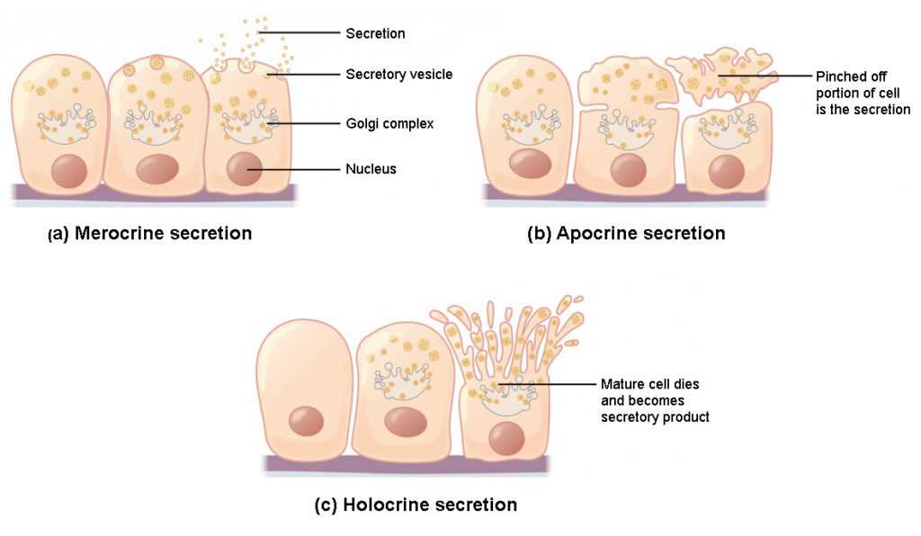 epithelial tissue answer key