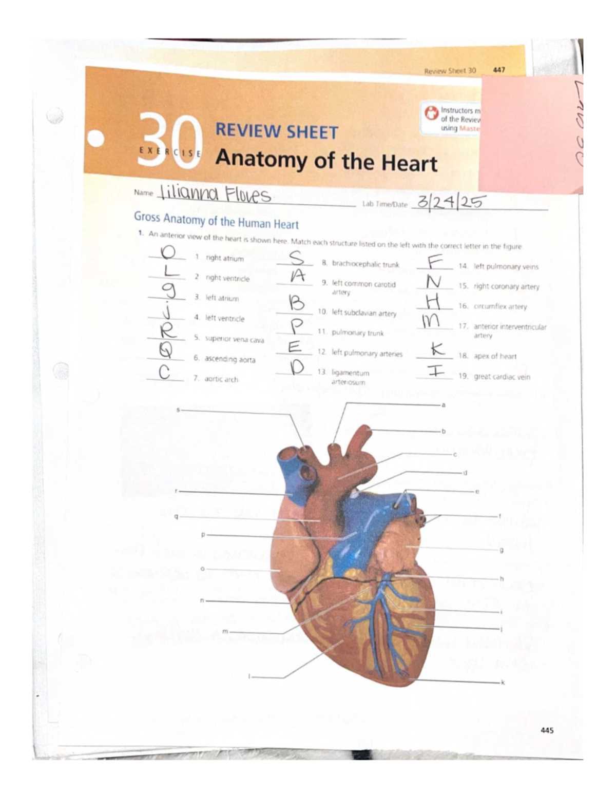 essentials of human anatomy and physiology laboratory manual answer key