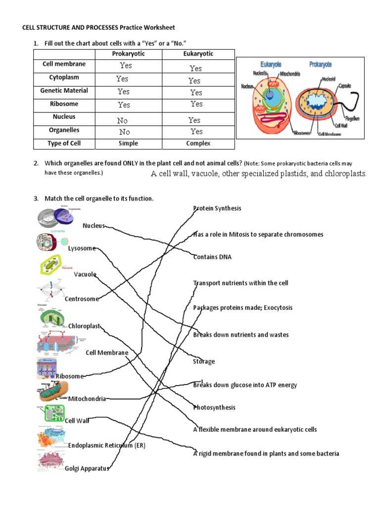 cells and organelles matching worksheet answer key
