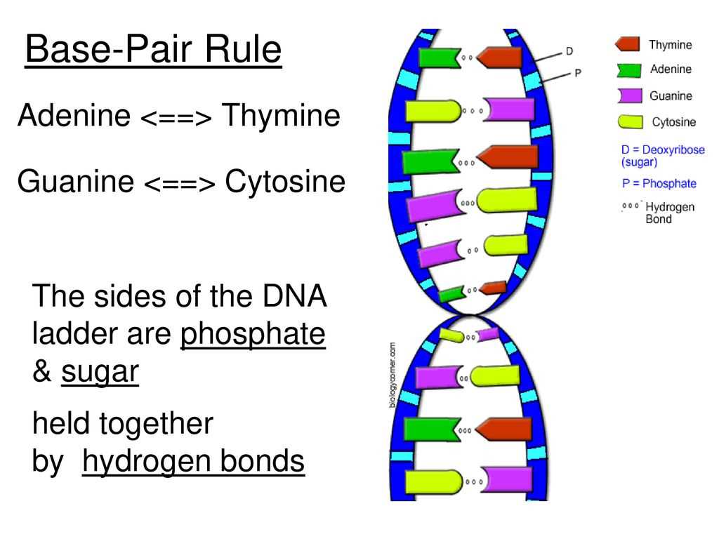 dna the double helix answer key