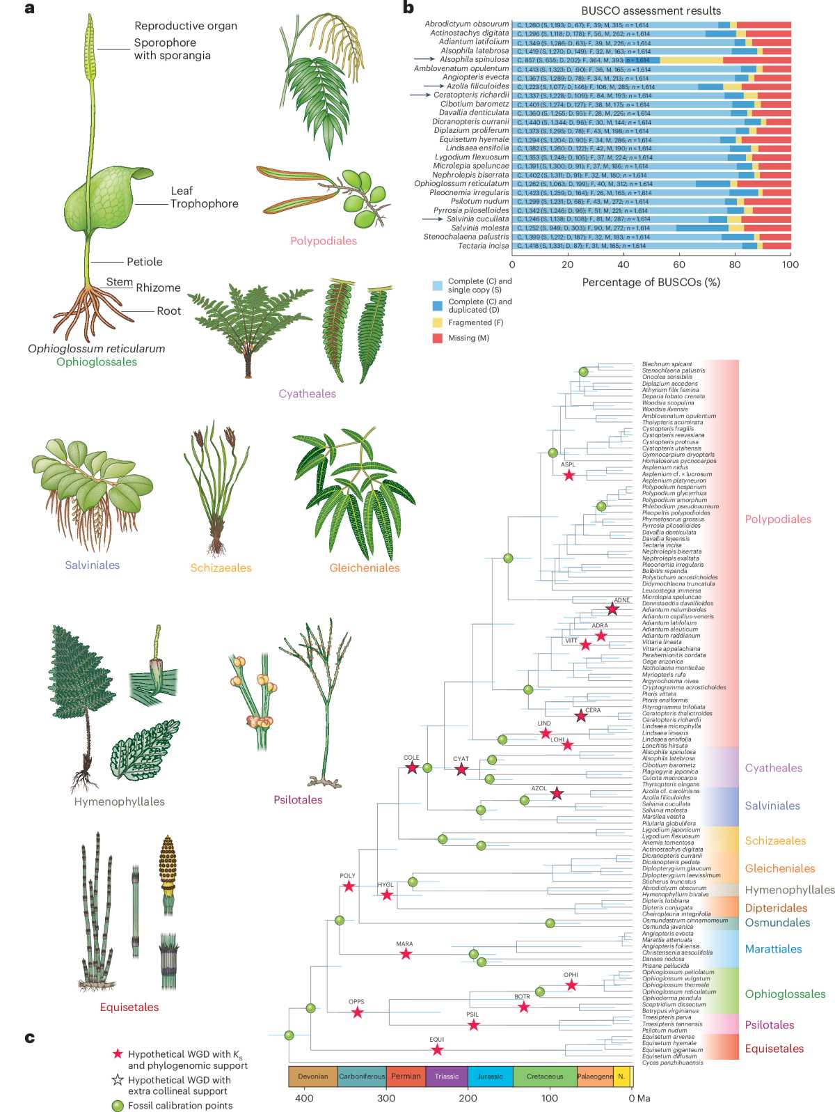 concepts and challenges life science answer key angiosperm