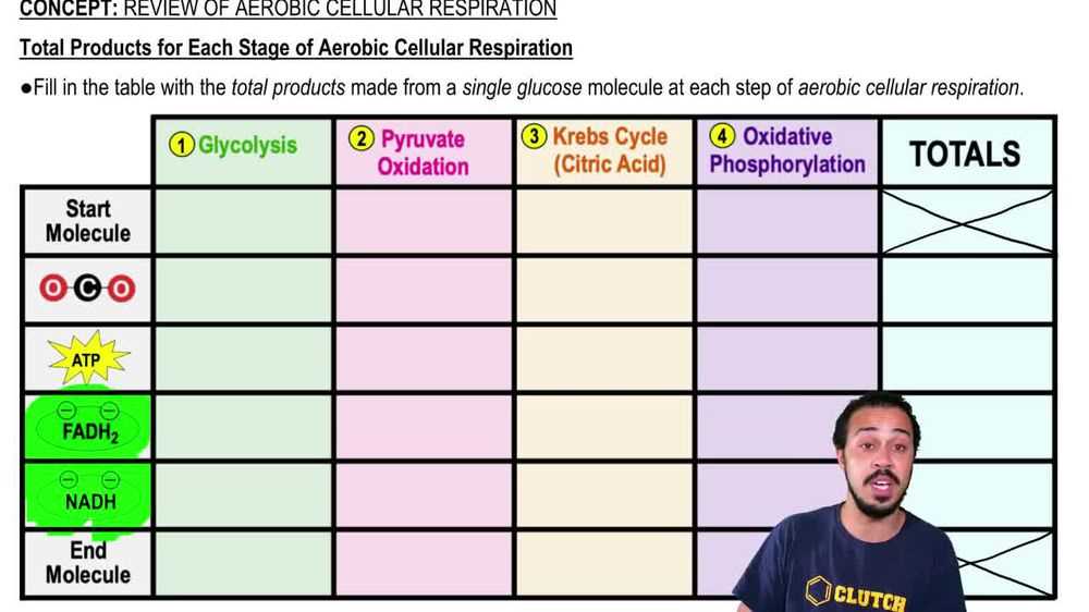 cellular respiration overview worksheet chapter 7 answer key