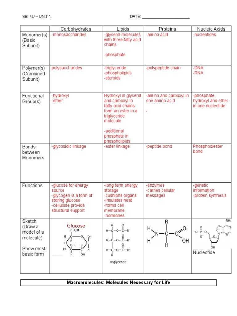 science from the south 2026 answer key macromolecules