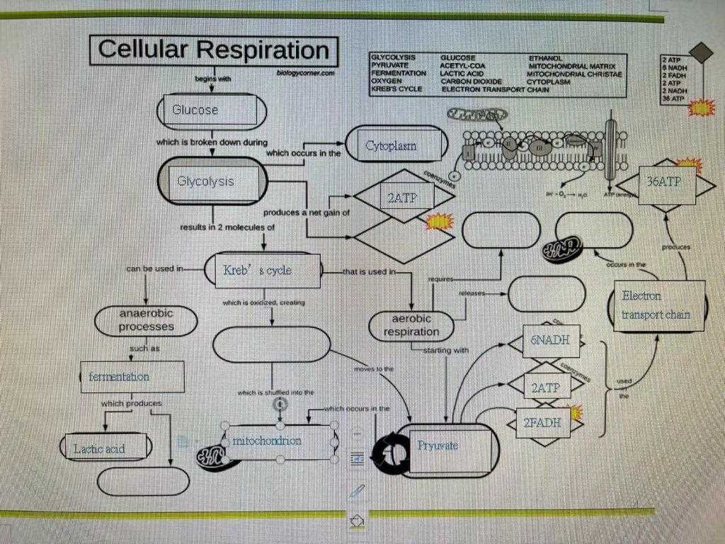 cellular respiration concept map answer key