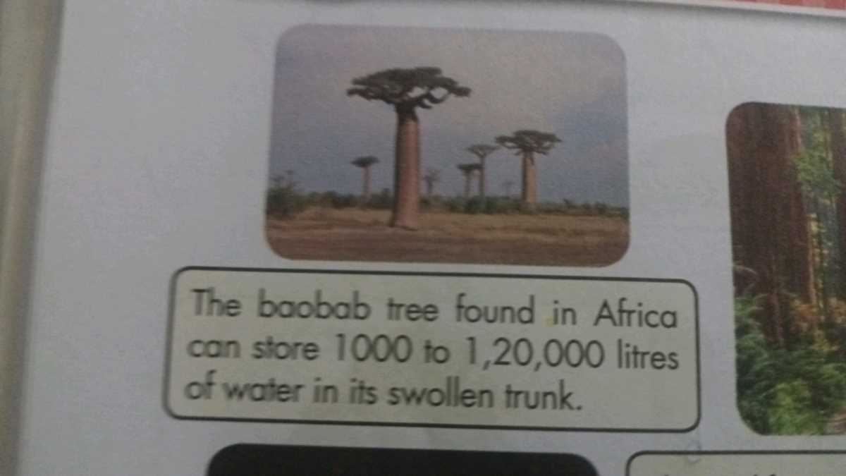 baobab tree of life answer key
