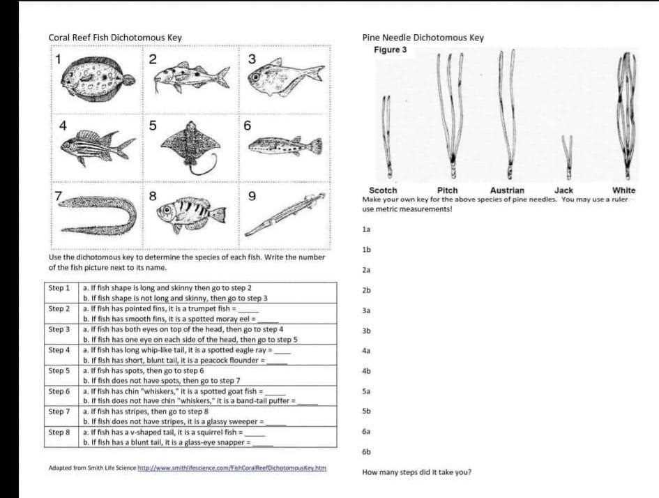 fish dichotomous key answer key