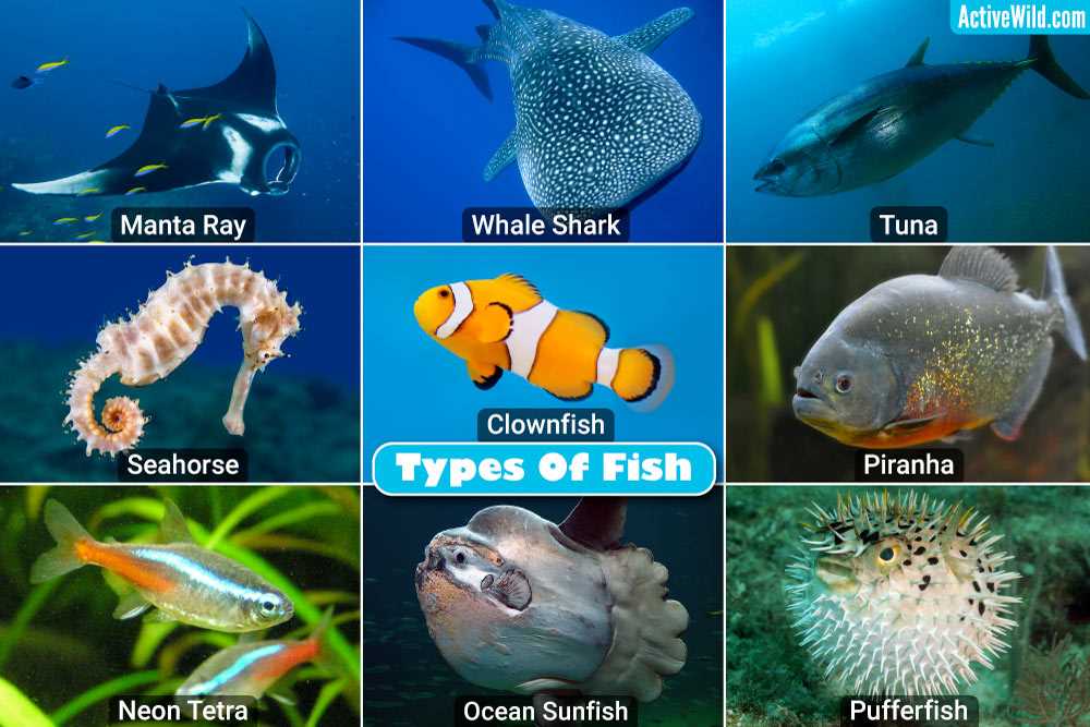 fishes and amphibians section 1 fishes answer key