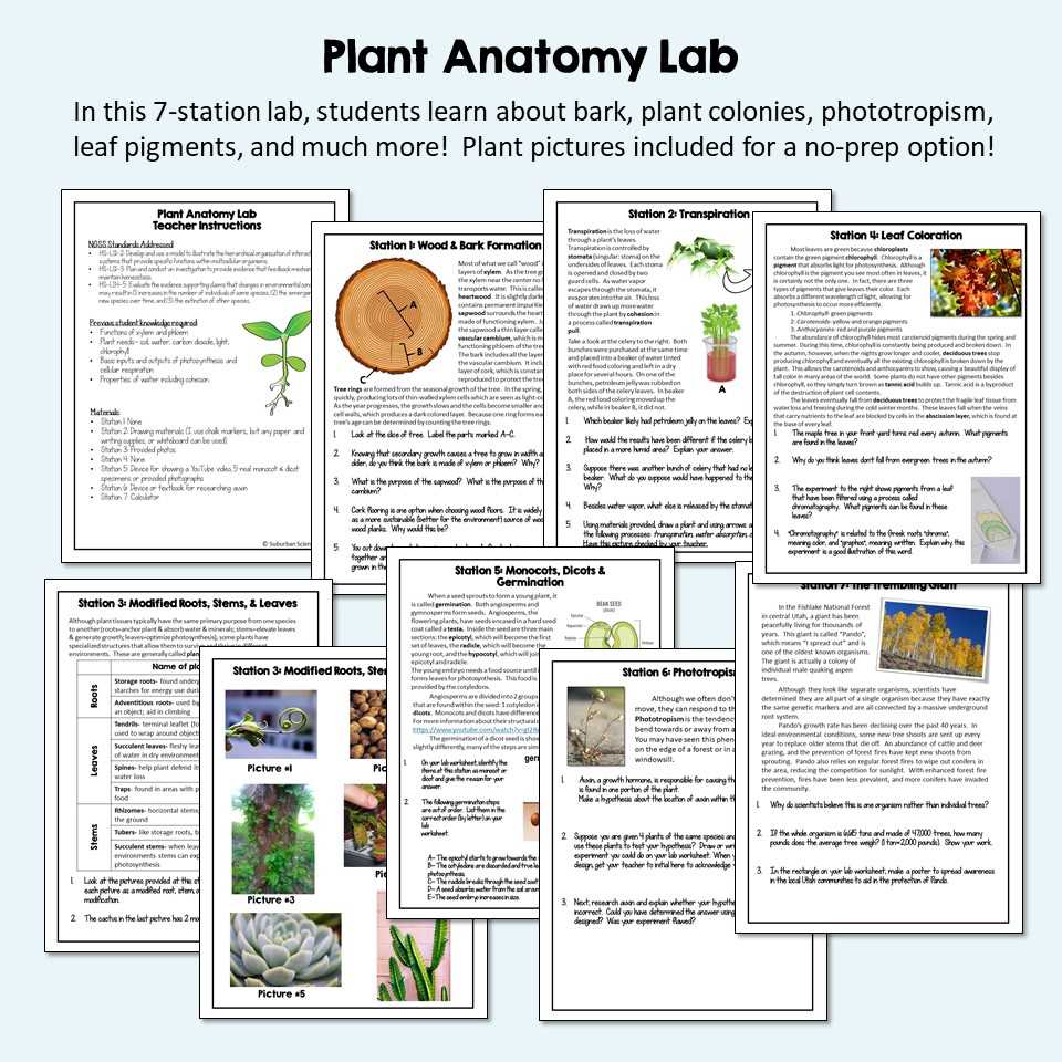 plant study guide answer key