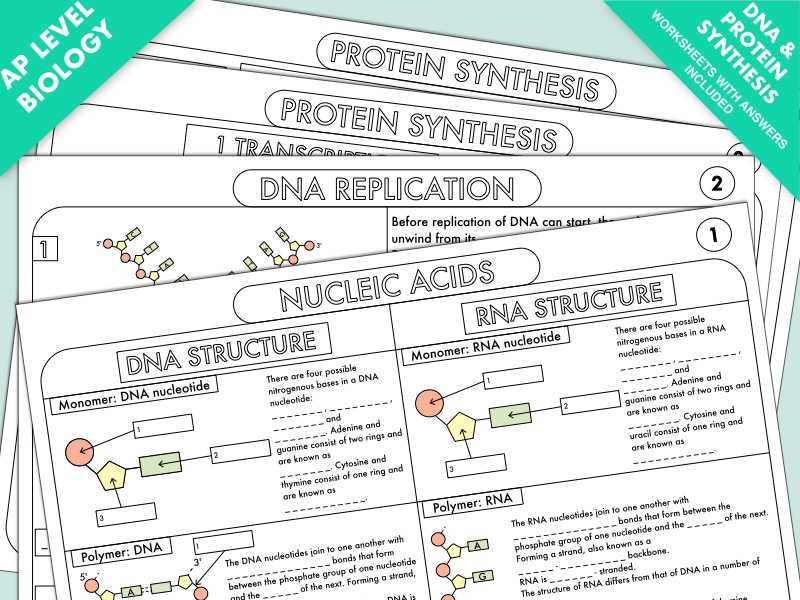 from dna to protein synthesis answer key