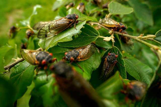 from prime time for cicadas answer key lesson 9