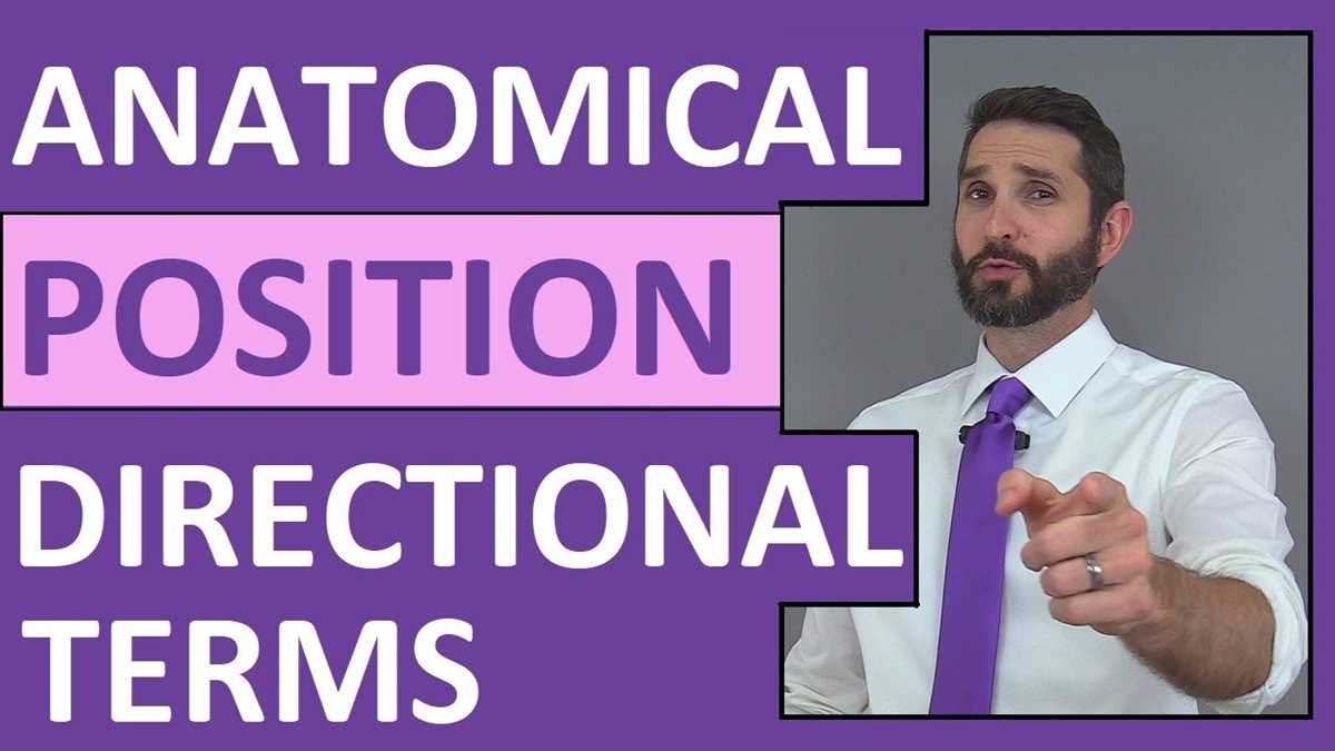 directional terms review worksheet answer key directional terms review worksheet answer key