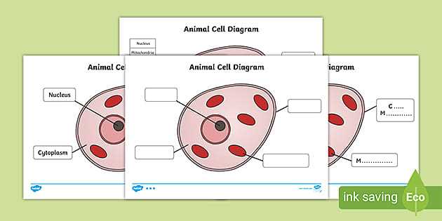 animal cell diagram answer key