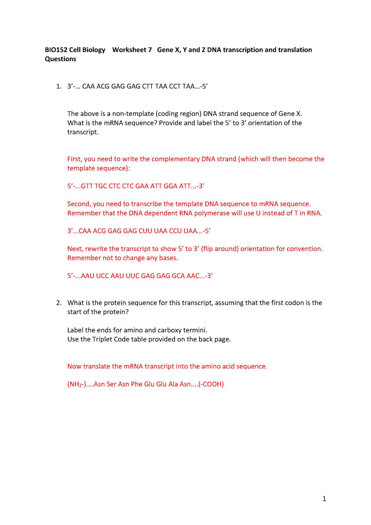 review transcription and translation answer key