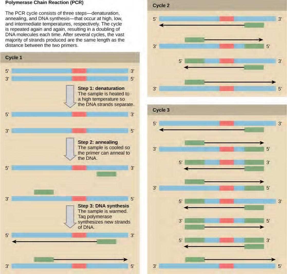 molecular genetics activity 2 page 6 answer key molecular genetics activity 2 page 6 answer key
