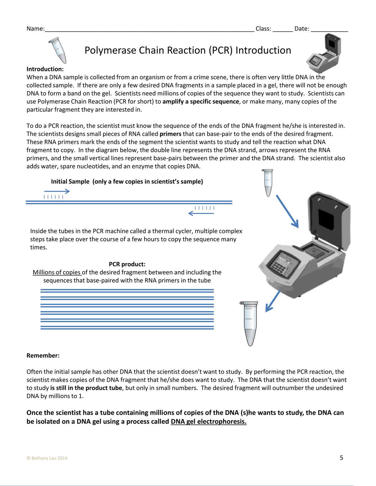 gel electrophoresis virtual lab worksheet answer key