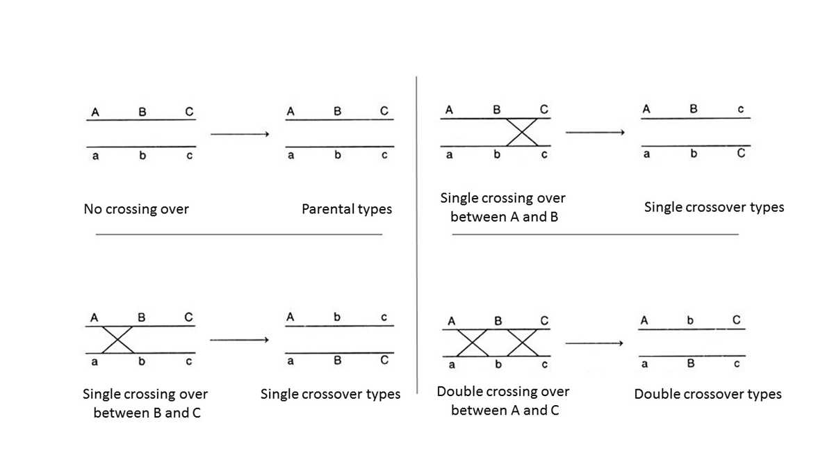gene linkage and chromosome maps answer key gene linkage and chromosome maps answer key