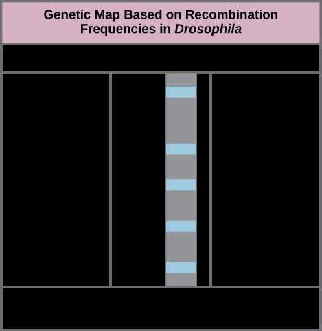 gene linkage and gene maps 11.4 answer key