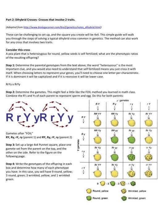 genetic crosses that involve 2 traits advanced answer key genetic crosses that involve 2 traits advanced answer key