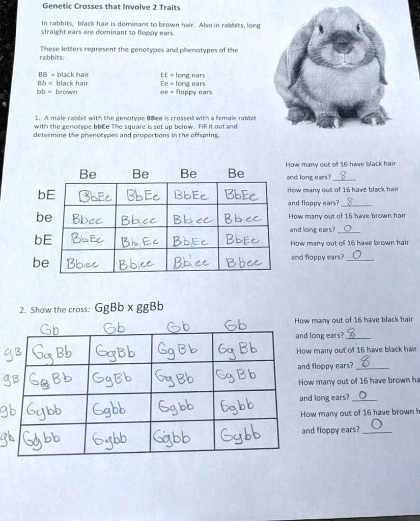 genetic crosses that involve 2 traits advanced answer key genetic crosses that involve 2 traits advanced answer key