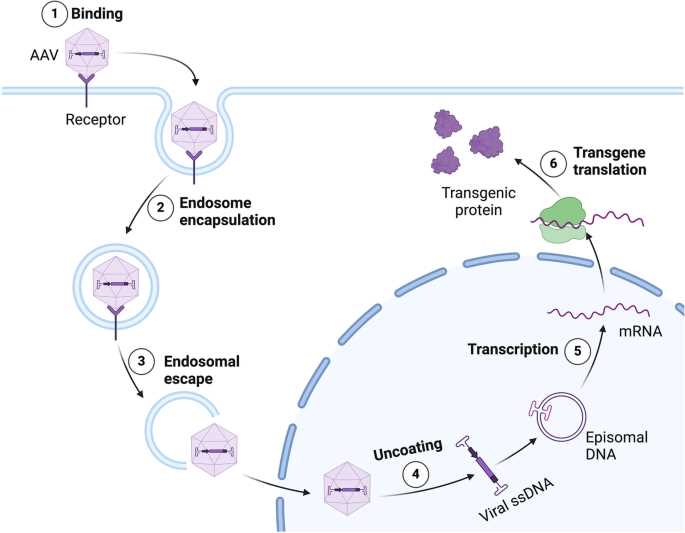 genetic mutations and disorders answer key genetic mutations and disorders answer key
